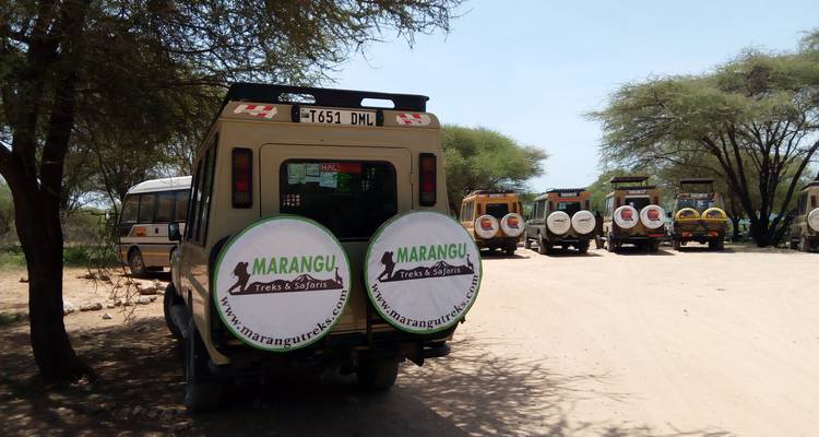Tarangire National Park Day Trip Safari - Marangu Treks 6