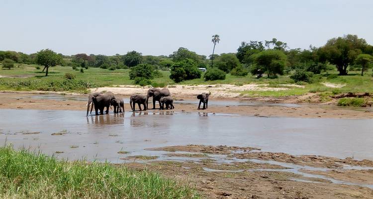 Tarangire National Park Day Trip Safari - Marangu Treks 7