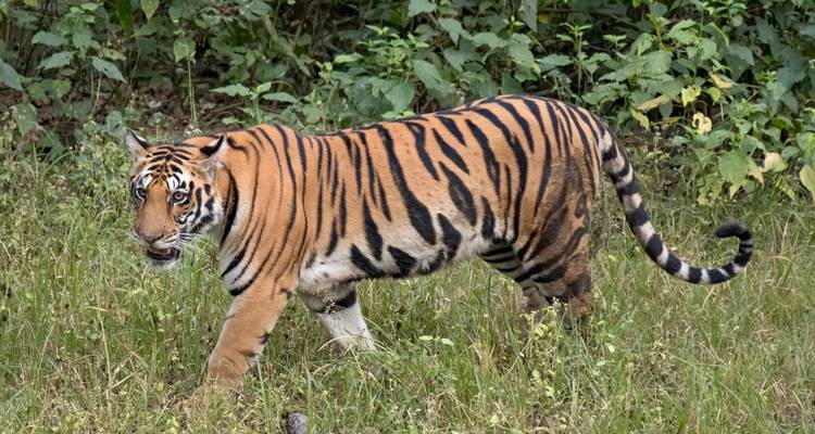 De Jabalpur a Bandhavgarh: expedición por la vida salvaje y más allá - Agora Voyages OPC Pvt Ltd 2