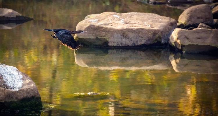 A bird flying over a calm body of water with rocks.