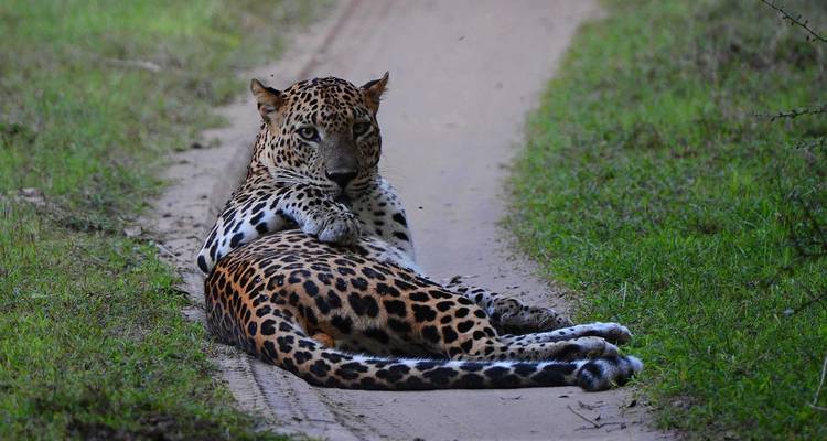 « La Route Royale » 15 jours [Confort] Hiver - showlanka tours  7