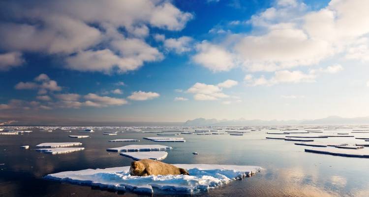 Spitzberg, Groenland et Islande - M/V Sylvia Earle - Explore! 2