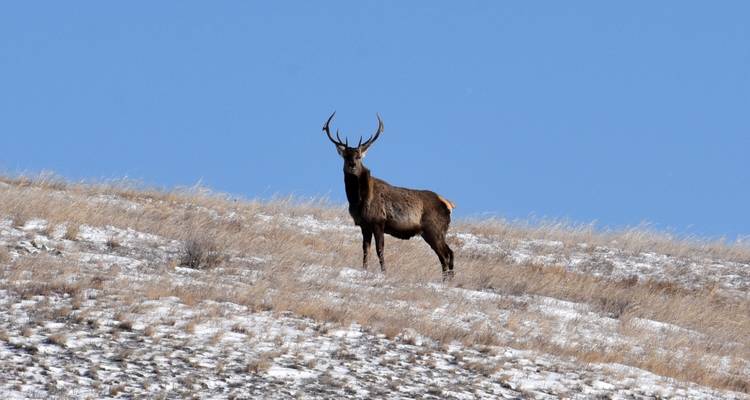 Einsamer Hirsch, der auf einem schneebedeckten Hang steht.