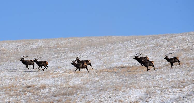 Hirschrudel läuft durch eine verschneite Landschaft.