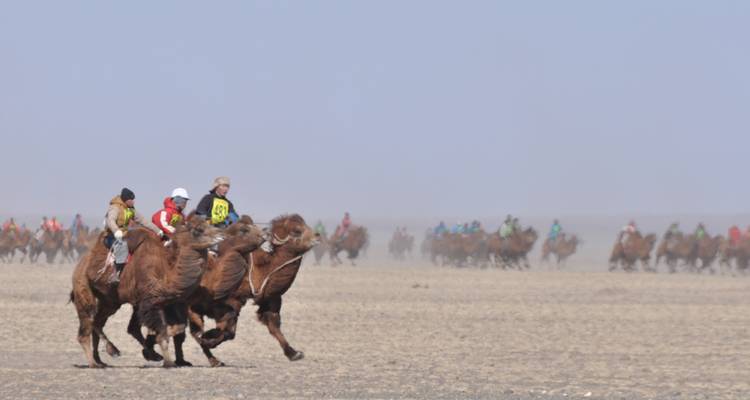 Des cavaliers faisant courir des chameaux à travers une plaine poussiéreuse.