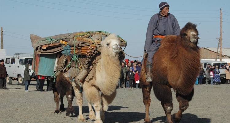 Caravane de chameaux avec des gens dans un cadre traditionnel.