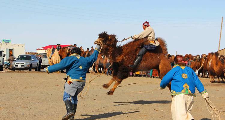 Chameau se cabrant avec des personnes le contrôlant dans une compétition.