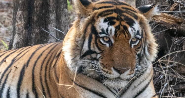 Circuito de extensión al desierto del tigre de la India - Vijay India Tours 2