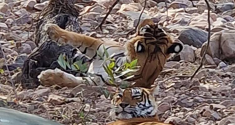 Circuito de extensión al desierto del tigre de la India - Vijay India Tours 1
