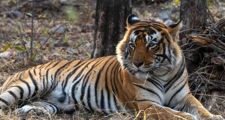 Circuito de extensión al desierto del tigre de la India - Vijay India Tours 3