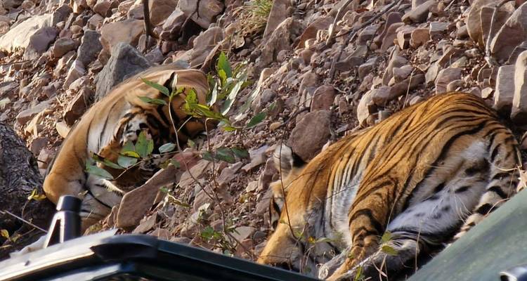 Circuito de extensión al desierto del tigre de la India - Vijay India Tours 4