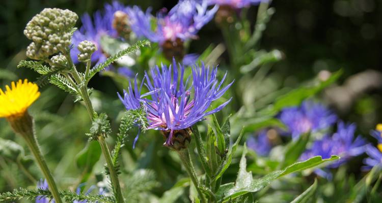 Primer plano de flores silvestres moradas y amarillas en un campo verde.