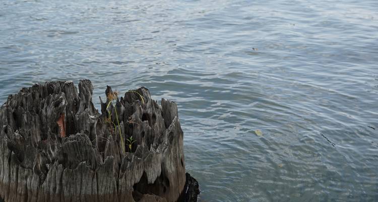 Vieille souche d'arbre près d'un plan d'eau.