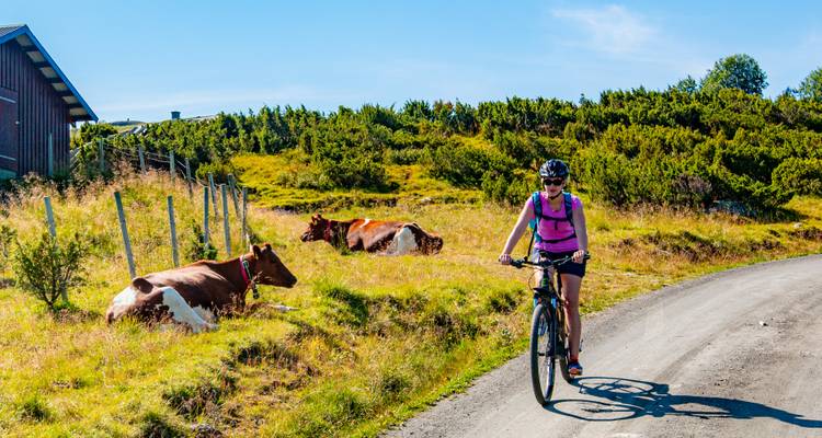 Cycliste sur une route rurale passant près de vaches.