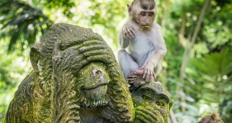 Un singe assis sur une statue en pierre sculptée dans une forêt luxuriante.