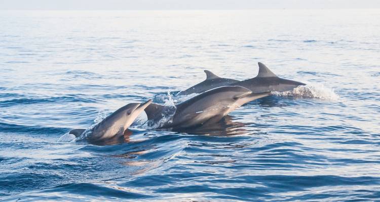 Pod of dolphins swimming in the ocean.