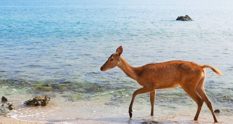 A deer walking along the beach by the sea.