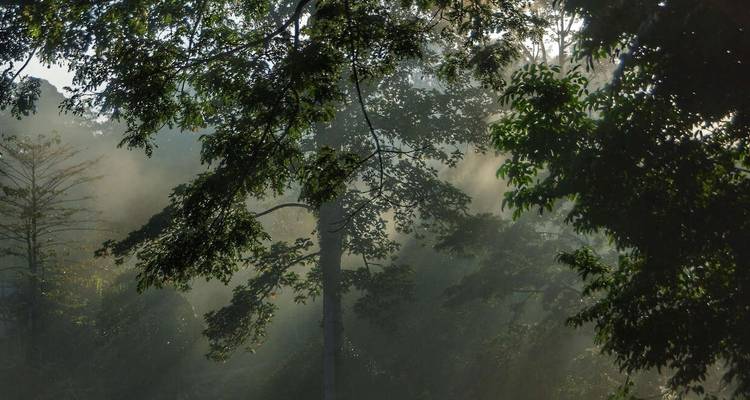 Les points forts de la faune de Bornéo - Explore! 10