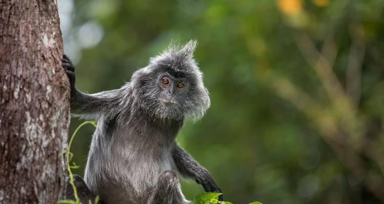 Singe dans une zone boisée regardant vers la caméra.