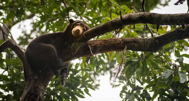 Ours allongé sur une branche d'arbre entouré de feuilles