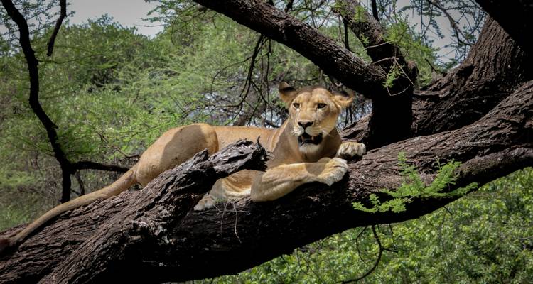 Lioness resting on a tree branch in a jungle setting.