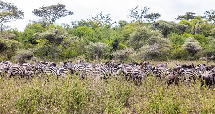 Large herd of zebras and wildebeests in the savanna.