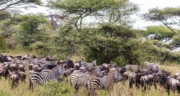 Herd of zebras and wildebeests moving through the bushland.