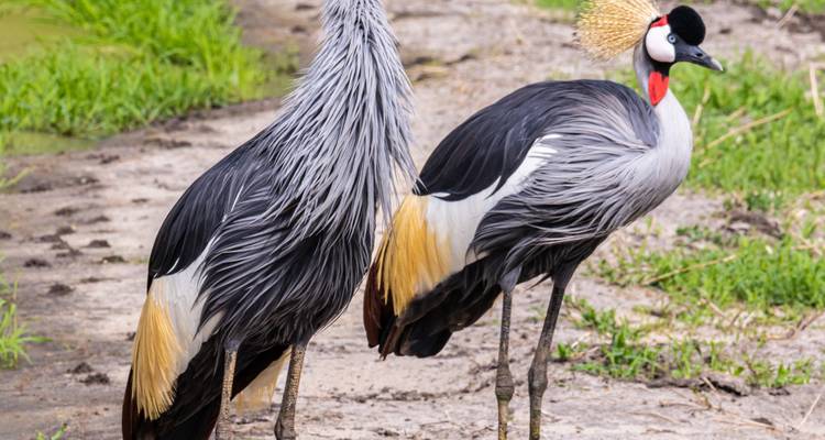 Amani, Amboni Caves and Pangani Nature Safari - Zara Tours (Zara Tanzania Adventures) 10
