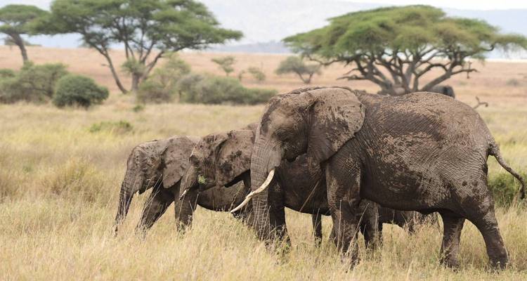 Safari dans le parc national d'Arusha, à Materuni et aux sources d'eau chaude de Kikuletwa - Zara Tours (Zara Tanzania Adventures) 6