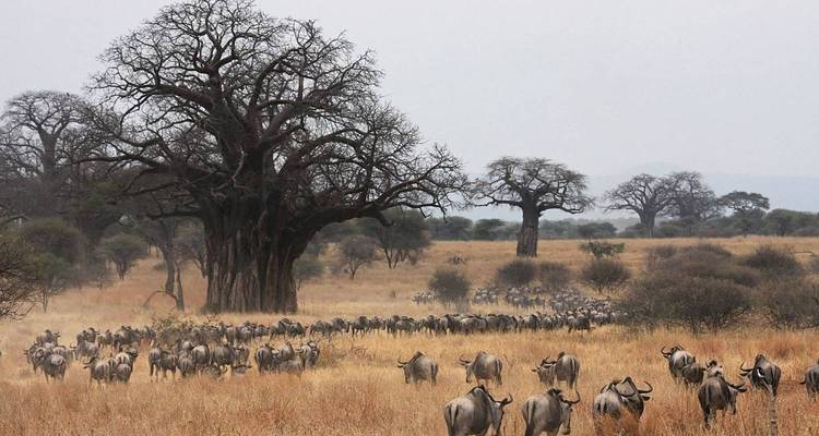 Safari dans le parc national d'Arusha, à Materuni et aux sources d'eau chaude de Kikuletwa - Zara Tours (Zara Tanzania Adventures) 1
