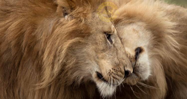 Safari dans le parc national d'Arusha, à Materuni et aux sources d'eau chaude de Kikuletwa - Zara Tours (Zara Tanzania Adventures) 9
