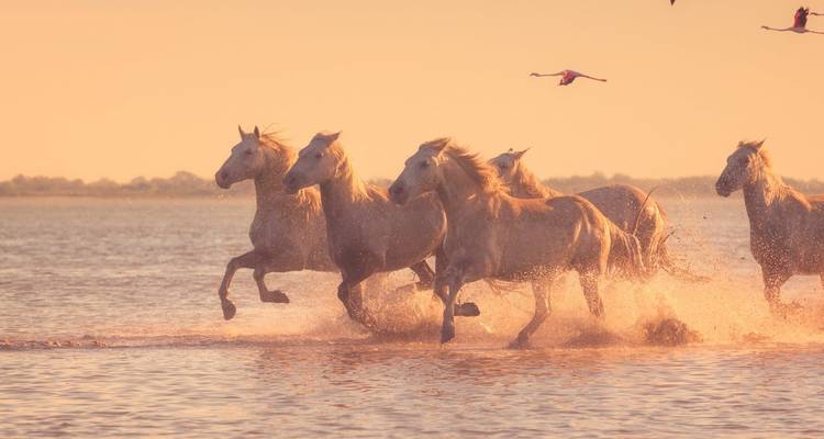 Weiße Pferde galoppieren im Morgengrauen durch seichtes Küstengewässer, beleuchtet von warmem, goldenem Licht und aufspritzender Gischt