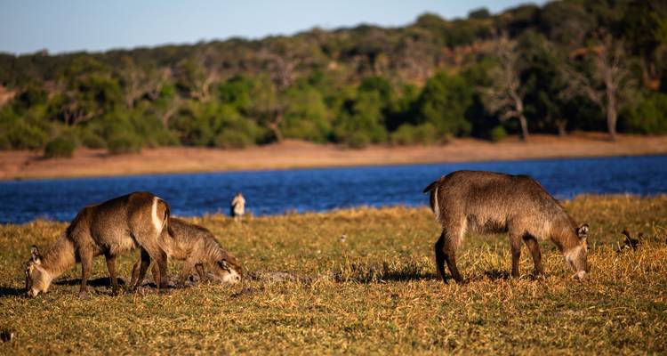 Two antelopes graze beside a blue watering hole on grassy savanna with tree line in the background