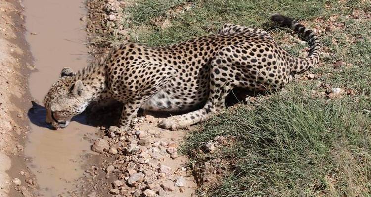 Lo mejor del safari por el Serengeti y el lago Victoria - Zara Tours (Zara Tanzania Adventures) 7
