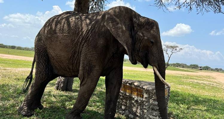 Lo mejor del safari por el Serengeti y el lago Victoria - Zara Tours (Zara Tanzania Adventures) 10