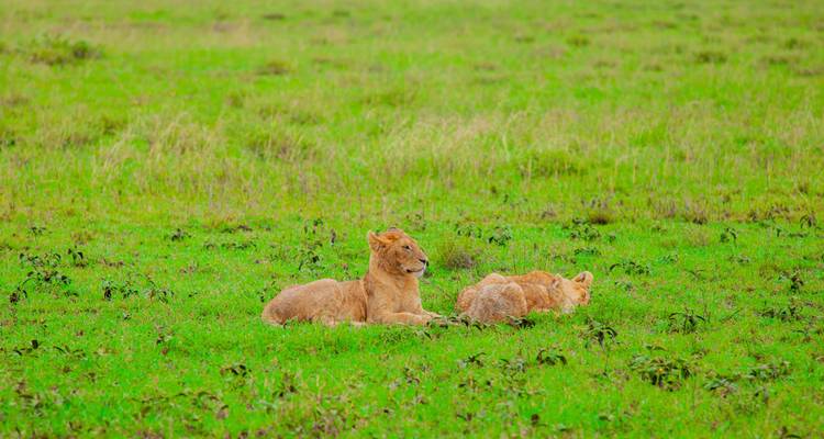 Lo mejor del safari por el Serengeti y el lago Victoria - Zara Tours (Zara Tanzania Adventures) 1