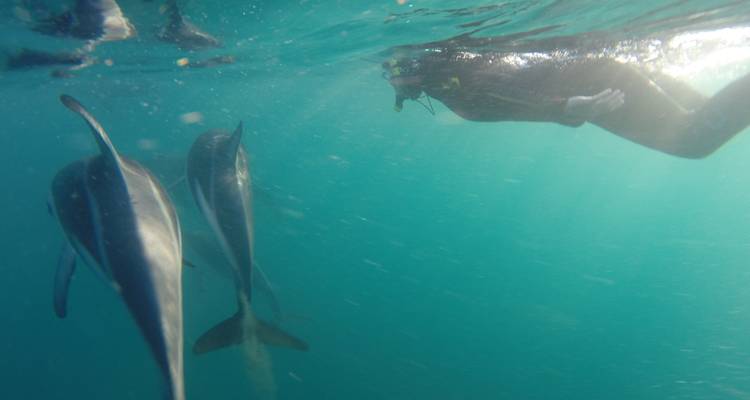 Gran Travesía desde Auckland - Mejor valorada por National Geographic - Flying Kiwi 4