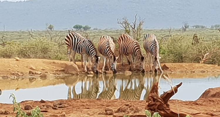 Voyage en Afrique du Sud - MW Tours 7