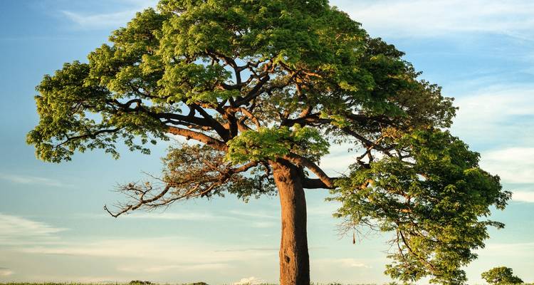 3-Days Siavonga (Home of Kariba Dam): A lovely gateway from Lusaka and a Wildlife Safari to Kariba (Zimbabwe) - Lochinvar Safaris 8