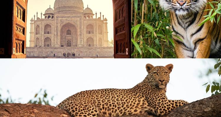 Golden Triangle Tour with Ranthambore & Jhalana Leopard Safari (Taj, Tigers and Leopards) - Joyful Holidays 8