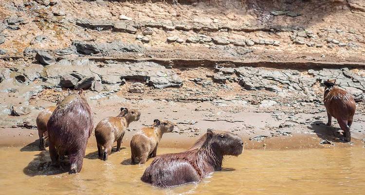 Capybaras sur une berge avec des formations rocheuses stratifiées.