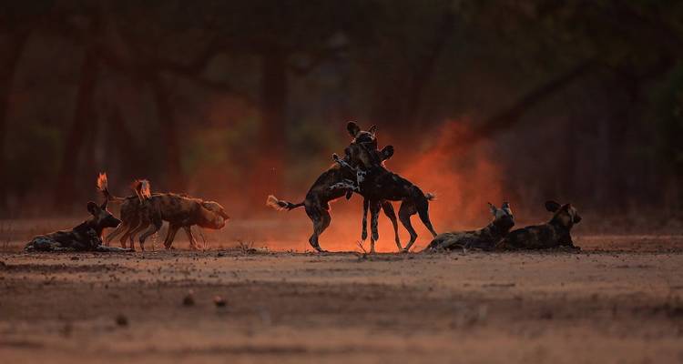 7 jours de safari dans le parc national de Chobe, à Savuti et aux chutes Victoria - Little Roz Tours 10