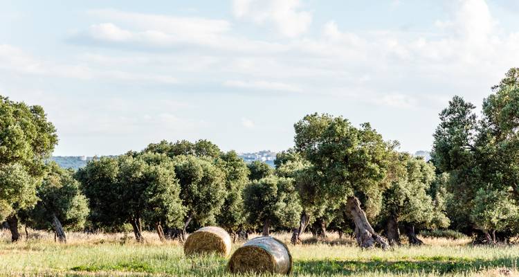 Olivar con dos balas de heno descansando bajo el cielo mediterráneo abierto