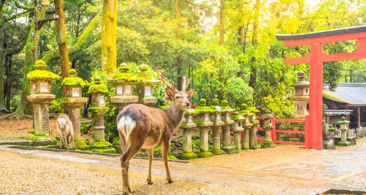 Chemin de pèlerinage de Shikoku - Exodus Adventure Travels 3