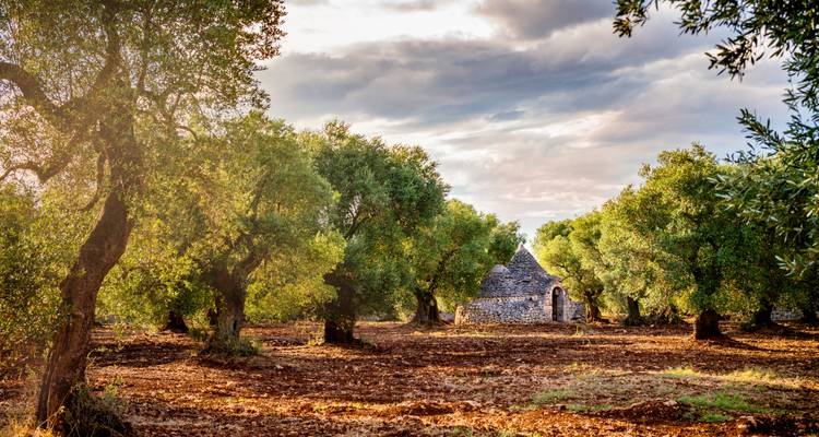 Gouden licht filtert door een olijfboomgaard waar een rustieke stenen trullo-hut verscholen ligt tussen oude bomen.