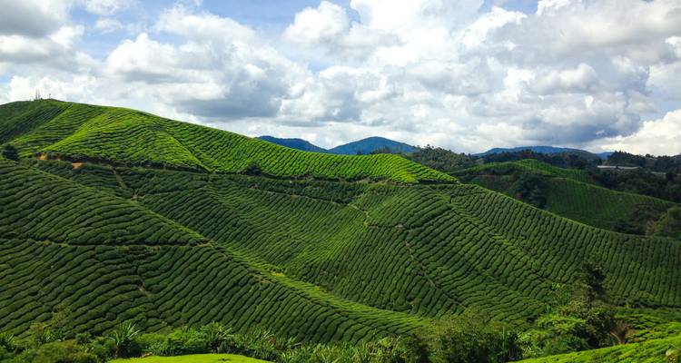 Rollende smaragdgroene theeplantages bedekken de heuvels onder een gedeeltelijk bewolkte lucht in de Cameron Highlands.