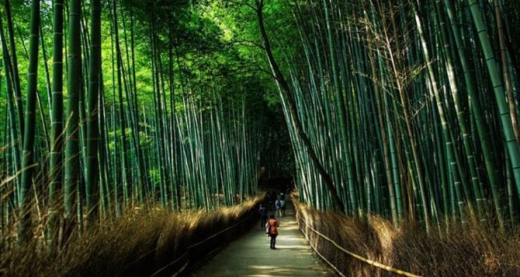 VOYAGE DE NOCES DE LUXE AU JAPON - Tweet World Travel 2