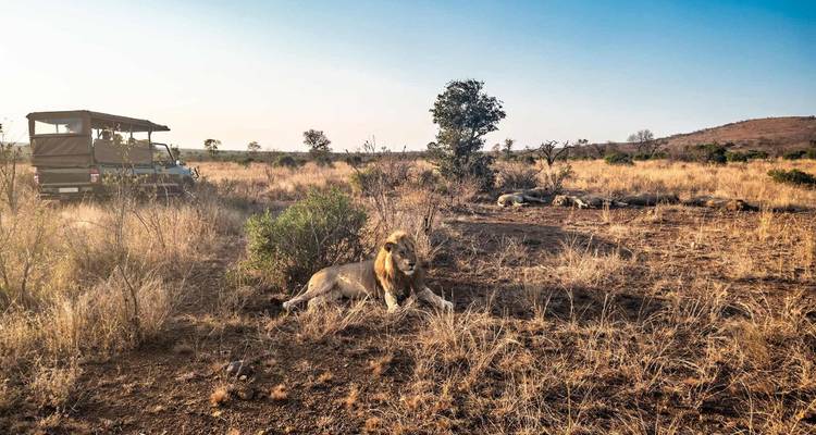 Lion se reposant dans la savane avec un véhicule de safari à proximité.