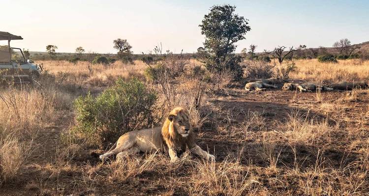 Scène de lions se prélassant dans l'herbe dorée de la savane avec un camion de safari partiellement visible.