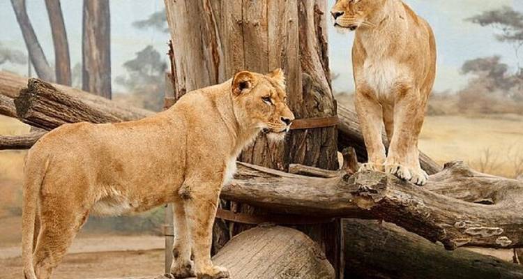 Best 1 Day Lake Manyara National Park Trip Tour with Reasonable Price 2025/ 2026 - Africa Natural Tours 3